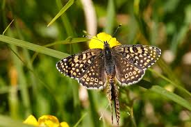 Attēlu rezultāti vaicājumam “Melitaea cinxia upperside”