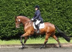 Image result for Abinger Forest Riding Club