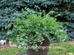 Attēlu rezultāti vaicājumam “Poterium sanguisorba”