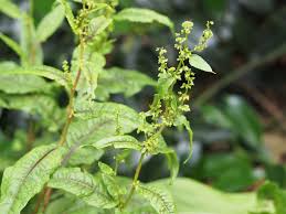 Image result for Rumex sanguineum