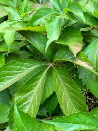 Attēlu rezultāti vaicājumam “Parthenocissus quinquefolia leaf”