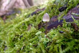 Attēlu rezultāti vaicājumam “Mycena filopes”