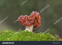 Attēlu rezultāti vaicājumam “Gyromitra esculenta”