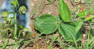 Attēlu rezultāti vaicājumam “Epipactis helleborine fruit”