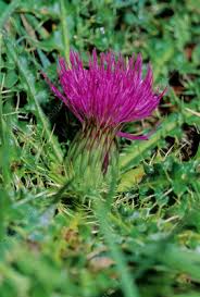 Attēlu rezultāti vaicājumam “Cirsium acaule leaf”