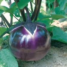 Afbeeldingsresultaat voor melanzana prosperosa eggplant