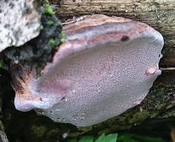 Attēlu rezultāti vaicājumam “Fomitopsis rosea”