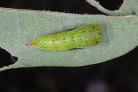 Attēlu rezultāti vaicājumam “Cyclophora punctaria”