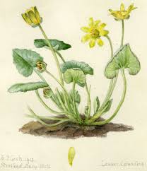 Attēlu rezultāti vaicājumam “Ficaria verna”