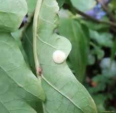 Attēlu rezultāti vaicājumam “Neuroterus albipes”