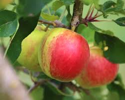 Attēlu rezultāti vaicājumam “Malus domestica fruit”