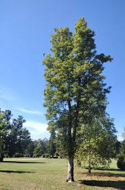 Attēlu rezultāti vaicājumam “Acer pseudoplatanus fo. purpurascens”