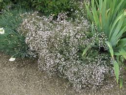 Attēlu rezultāti vaicājumam “Gypsophila muralis fruit”