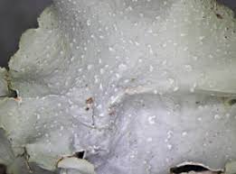 Attēlu rezultāti vaicājumam “Cetrelia sp.”