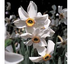 Attēlu rezultāti vaicājumam “Narcissus poeticus”