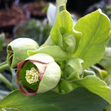 Image result for Helleborus foetidus