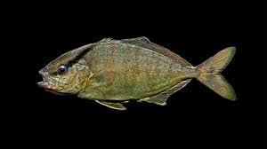 Image result for Seriola rivoliana