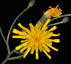Attēlu rezultāti vaicājumam “Hieracium umbellatum bud”