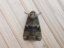 Attēlu rezultāti vaicājumam “Craniophora ligustri”