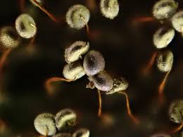 Attēlu rezultāti vaicājumam “Cribraria vulgaris macro”