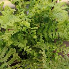 Attēlu rezultāti vaicājumam “Dryopteris cristata”