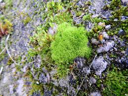 Attēlu rezultāti vaicājumam “Barbula unguiculata”