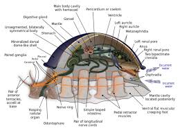 Attēlu rezultāti vaicājumam “Mollusca”