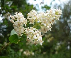 Attēlu rezultāti vaicājumam “Ligustrum vulgare”