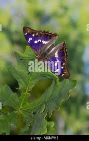 Attēlu rezultāti vaicājumam “Apatura iris male”