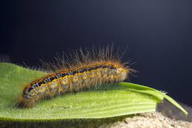 Attēlu rezultāti vaicājumam “Malacosoma castrensis male”