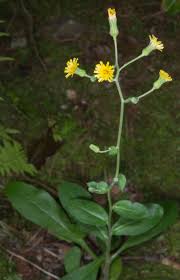 Attēlu rezultāti vaicājumam “Hieracium vulgatum leaf”