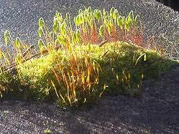 Attēlu rezultāti vaicājumam “Pottiales”