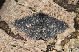 Attēlu rezultāti vaicājumam “Parascotia fuliginaria”