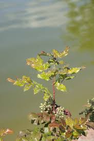 Attēlu rezultāti vaicājumam “Mahonia aquifolium leaf”