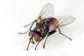 Attēlu rezultāti vaicājumam “Musca domestica”