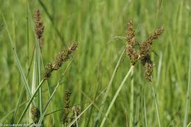 Attēlu rezultāti vaicājumam “Carex vulpina”