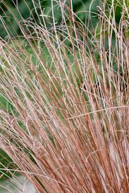 Attēlu rezultāti vaicājumam “Carex x bakkeriana”