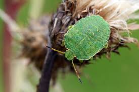 Attēlu rezultāti vaicājumam “Palomena prasina nymph”