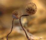 Attēlu rezultāti vaicājumam “Cribraria ferruginea”