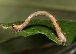 Attēlu rezultāti vaicājumam “Geometridae”