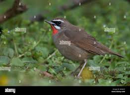 Image result for Luscinia calliope