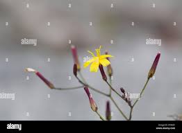 Attēlu rezultāti vaicājumam “Mycelis muralis bud”