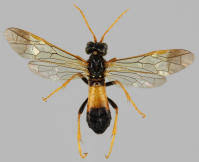 Attēlu rezultāti vaicājumam “Tenthredo campestris”