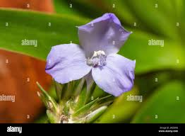 Attēlu rezultāti vaicājumam “Commelina coelestis flower”