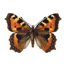 Image result for Small Tortoiseshell
