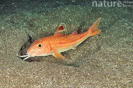 Image result for Mullus surmuletus