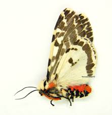 Attēlu rezultāti vaicājumam “Arctiidae”