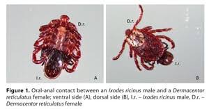 Attēlu rezultāti vaicājumam “Dermacentor reticulatus female”