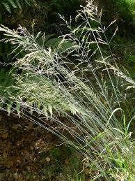 Attēlu rezultāti vaicājumam “Poa nemoralis fruit”