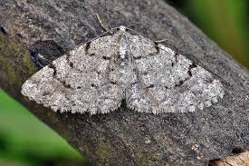 Attēlu rezultāti vaicājumam “Aethalura punctulata”